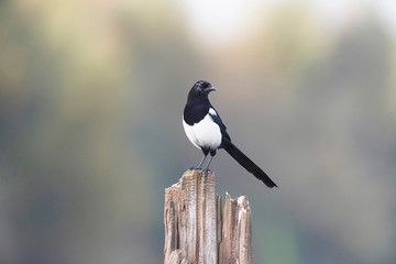 Eurasian magpie perching on a dead tree trunk.