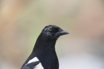 Close-up of eurasian magpie with blurred background.