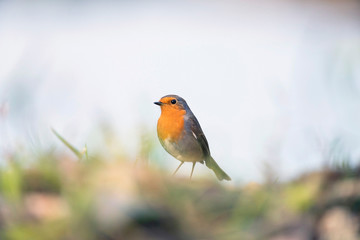 European robin perching between grass on ground.