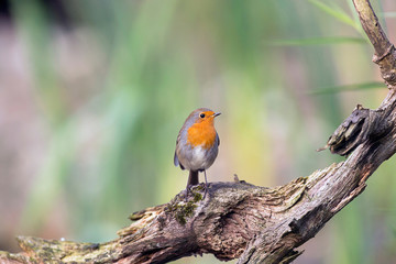 European robin perching on piece of dead wood.