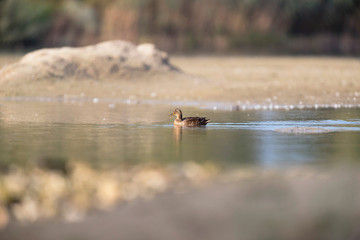 Female mallard swimming in water of small lake.