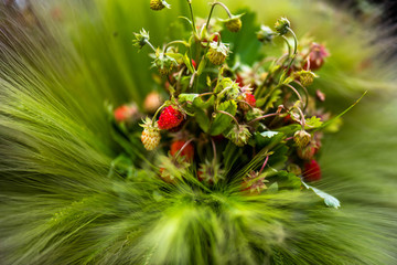 Wheat, wild strawberries