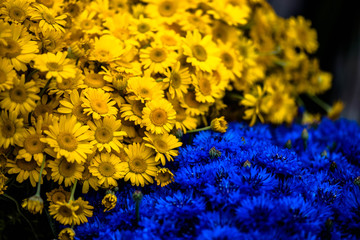 Yellow and blue flowers