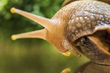 Snail closeup