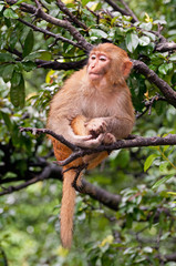 Red monkey sitting on tree branch in  mountain wood in Nepal.