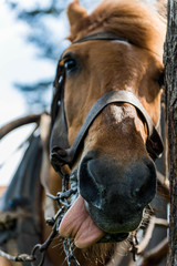 Brown horse with tongue out