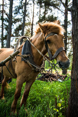Brown funny looking horse in the grass
