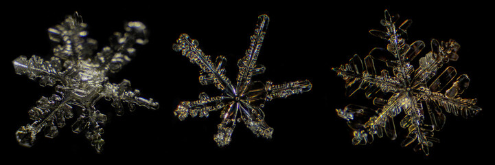 Snowflake under a microscope on the black background