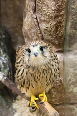 portrait of a beautiful Lesser Kestrel