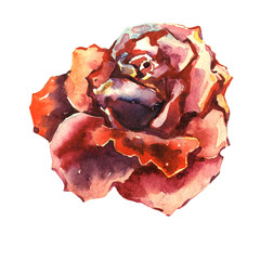 Wildflower rose flower in a watercolor style isolated.