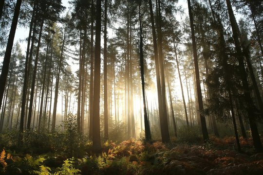 Fototapeta Coniferous forest at sunrise