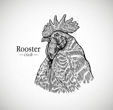 Rooster head in graphic style. Illustration drawn by hand on paper and converted to vector.