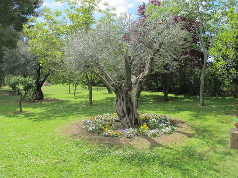 Olivera