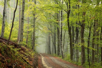 Obraz premium Path through the beech forest on a misty autumn weather