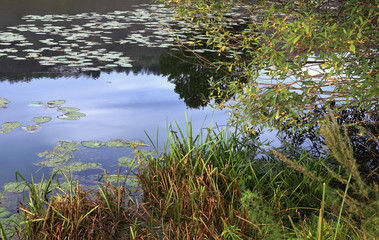 Thickets on the lake