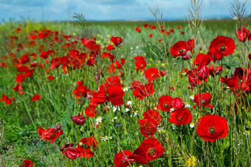 Obraz premium dzikie kwiaty maku