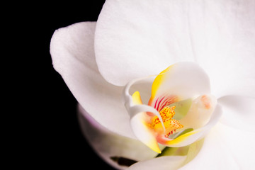 White Orchid on black background
