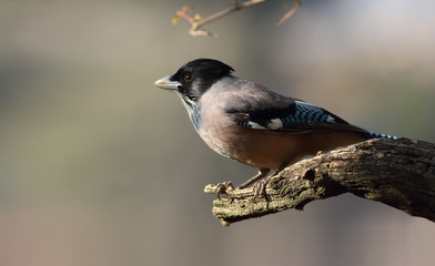 Fototapeta premium Black Headed Jay