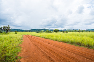 meadow savanna landscape