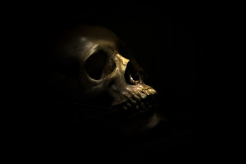 skull bone in darkroom