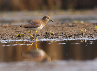 White-tailed lapwing (Vanellus leucurus)