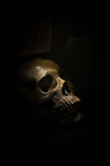 skull bone in darkroom