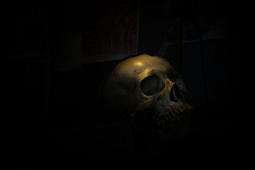 skull bone in darkroom