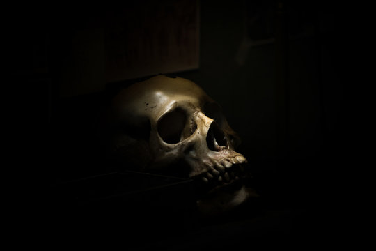 skull bone in darkroom
