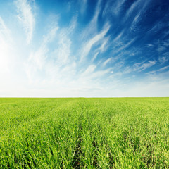 Obraz premium green grass field and deep blue sky with clouds