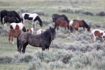 Wild Mustangs of McCullough Peaks Wyoming