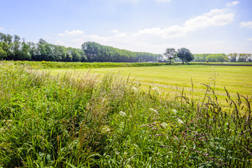 Flowering wild plants and grasses in a field edge