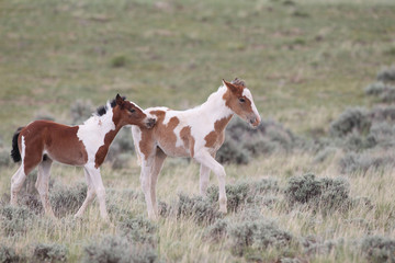 Naklejka na ściany i meble Wild Mustang Foals in Wyoming
