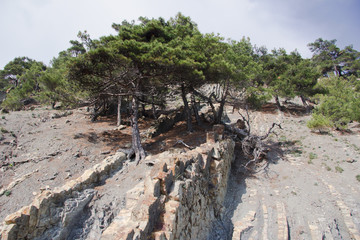 Trees on the hillside of Mount. Snatch a tree with roots.