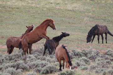 Wild Mustangs of McCullough Peaks Wyoming