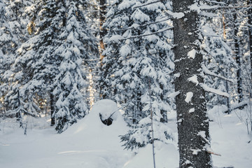 trunks of fir and spruce trees covered with snow in winter forest
