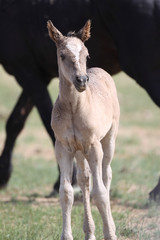Wild Mustang Foals in Wyoming