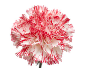 white and bright pink carnation isolated
