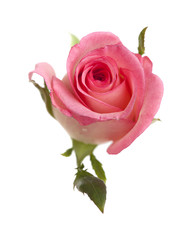 gentle pink rose isolated