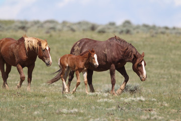 Obraz na płótnie Canvas Wild Mustangs of McCullough Peaks Wyoming