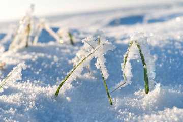 Green winter rye grass in frost, peeping from under snow. - 128858717