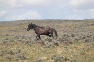 Wild Mustangs of McCullough Peaks Wyoming