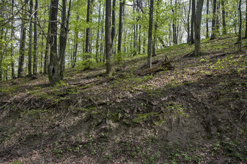 Path trough forest