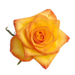 orange and yellow rose isolated
