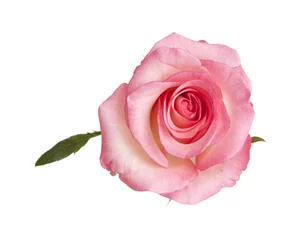 Photo sur Aluminium Roses gentle pink rose isolated