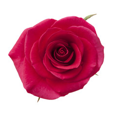 Obraz premium bright magenta rose