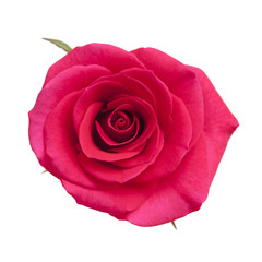 Fototapeta premium bright magenta rose