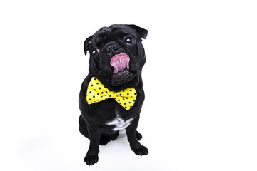 Pug dog isolated on white background. Funny bow tie.