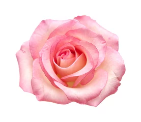 Foto auf Acrylglas Rosen sanfte rosa Rose isoliert