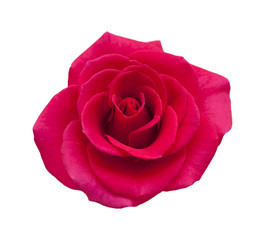 bright magenta rose