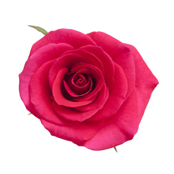 bright magenta rose
